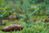 Seasons Greetings Norway Spruce Tree Seed Favor Gift Tag - Bentley Seeds