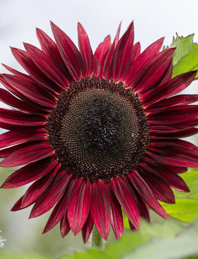 Sunflower, Chocolate Cherry garden seeds