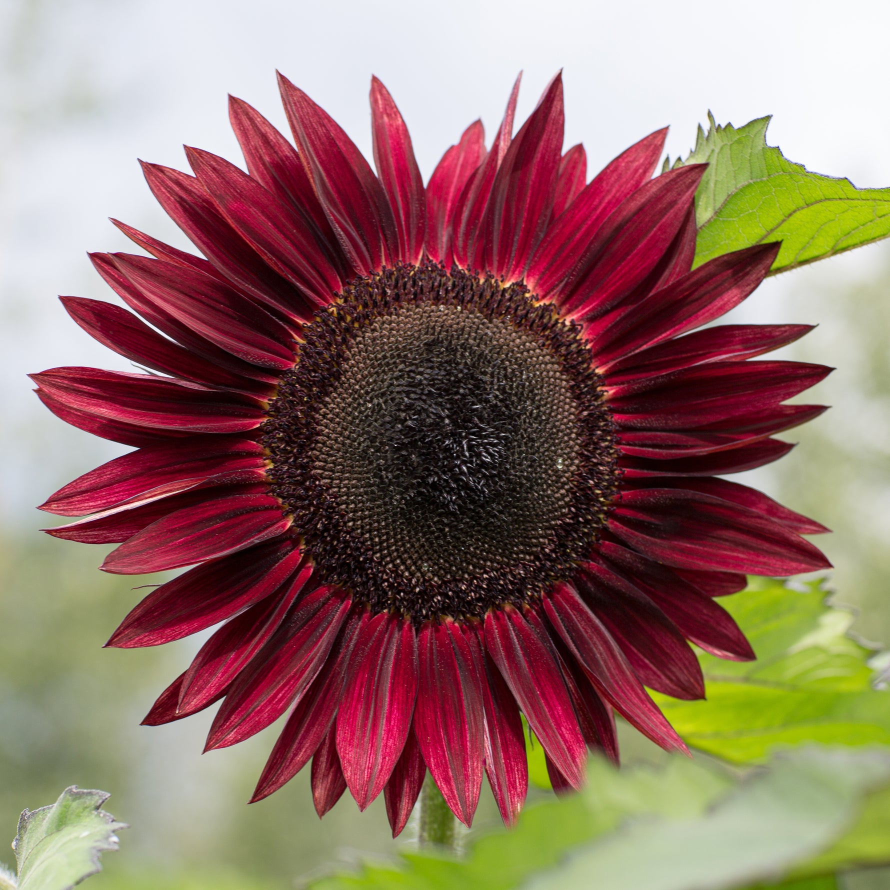 Sunflower - Chocolate Cherry Sunflower Seed (Bulk) - Bentley Seeds