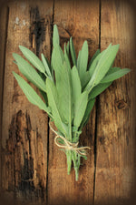 Broadleaf Sage A traditional symbol of health and long life! Textured green leaves grow on a small sub-shrub plant. An essential addition to your perennial herb garden! Bentley Seeds