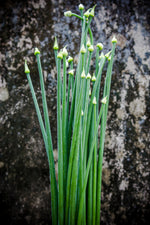 Garlic Chives Enjoyed for it's mild garlic flavor and delicate white flowers. A perfect addition to bouquets, salads, dips and soup. Bentley Seeds.