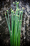 Garlic Chives Enjoyed for it's mild garlic flavor and delicate white flowers. A perfect addition to bouquets, salads, dips and soup. Bentley Seeds.