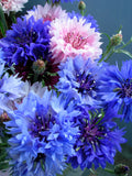 Bachelor's Button-Mixed Colors Centaurea cyanus. Also known as Cornflower! These lovely flowers require little care and are drought tolerant. A classic favorite! Bentley Seed.
