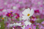 Love is Out of this World - Cosmos Flower Packets - Bentley Seeds