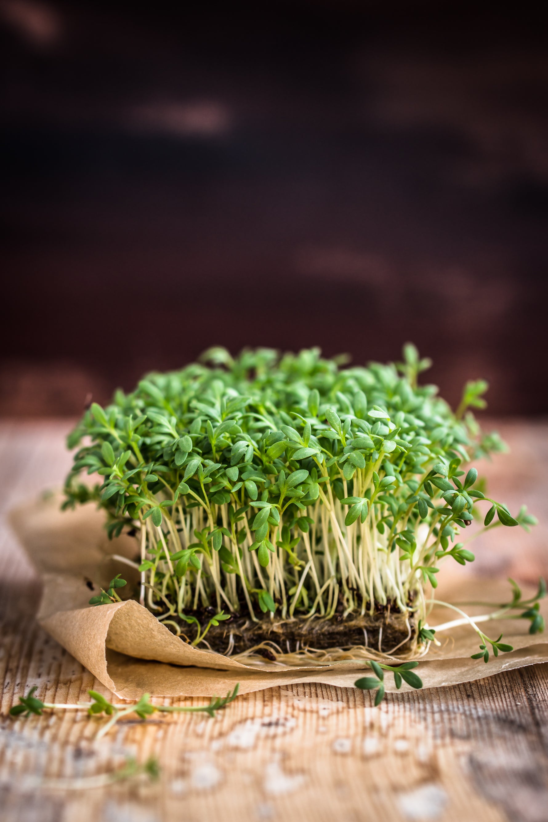 garden cress seeds patel brothers Cress, Curled Seed Packets