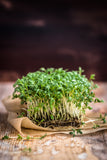 Sprouting Curled Cress One of the best micro-greens out there! Cress is peppery, flavorful and so easy to grow! Bentley Seeds.