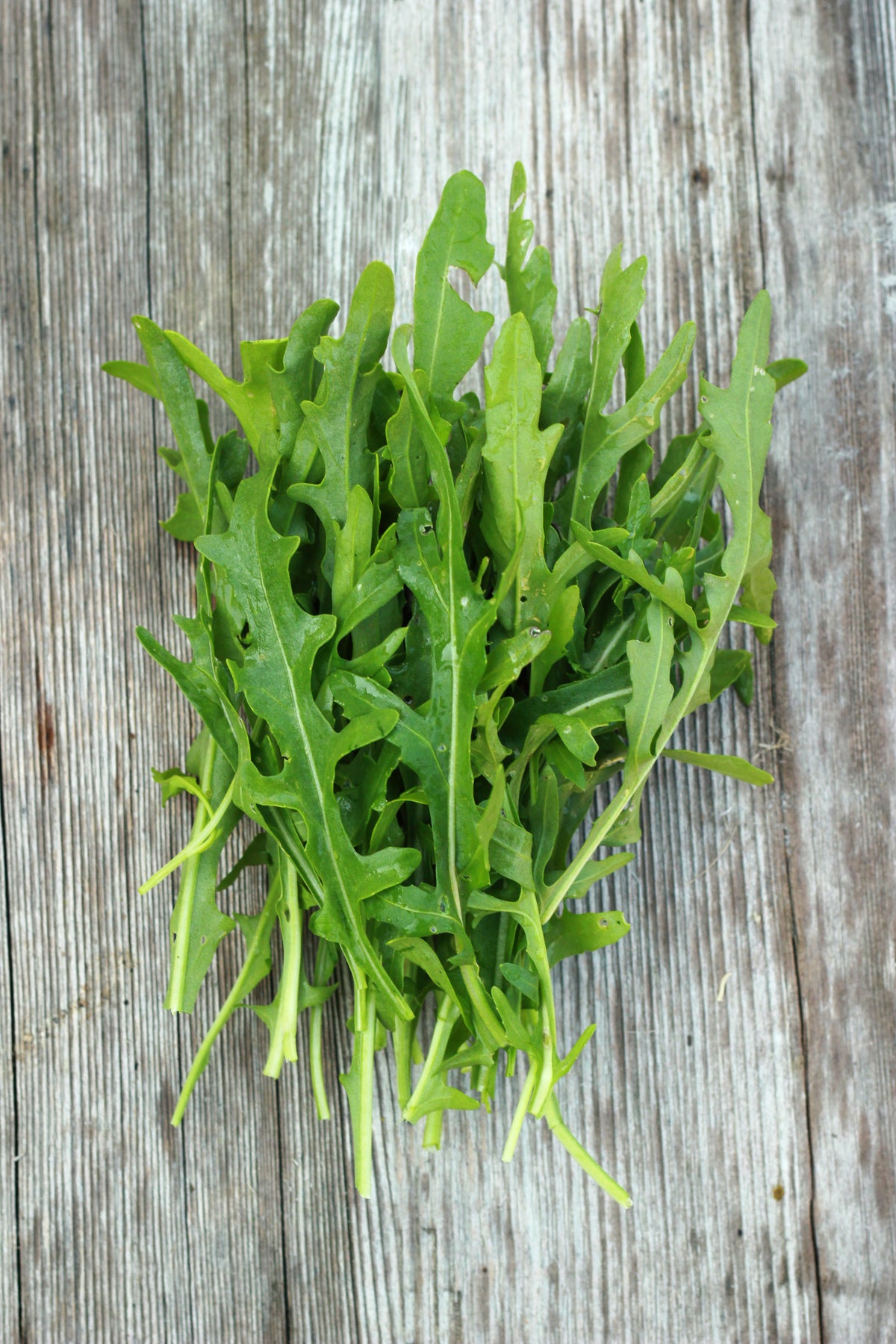 Arugula, Roquette Seed Packets seed packet
