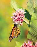 Showy Milkweed for Butterflies Seed Packets