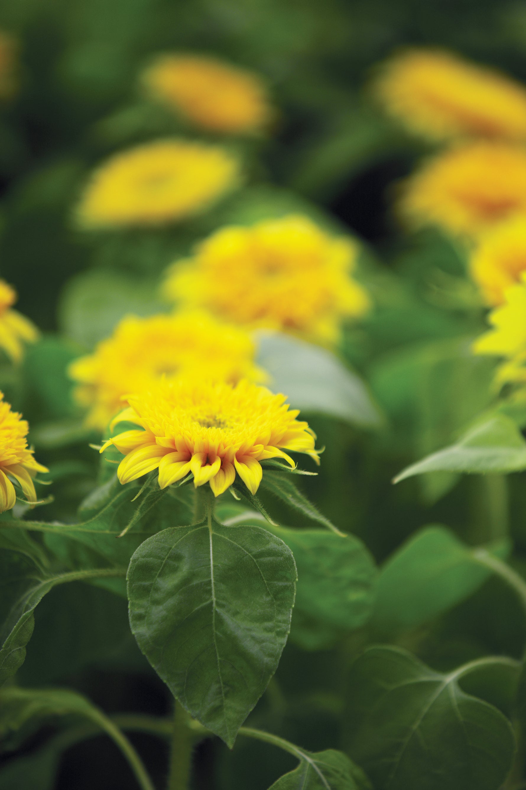 "Thanks For Your Business" Dwarf Sunflower Seed Packet - Bentley Seeds