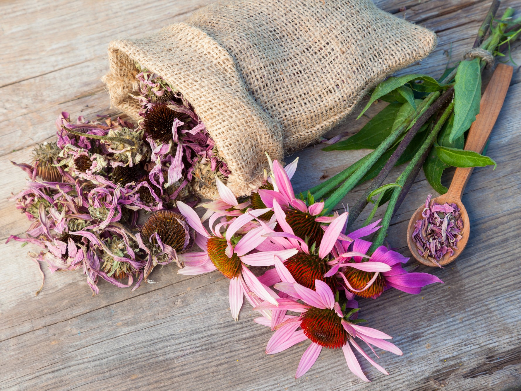 cone flower seeds look like Purple Coneflower (Echinacea) Seed Packets