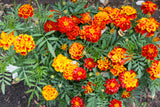 Dwarf French Marigold-Mixed Colors Tagetes patula. Keep your garden free of harmful bugs with this classic flower! Bright and easy to grow, it will fill out garden beds and containers. Bentley Seed
