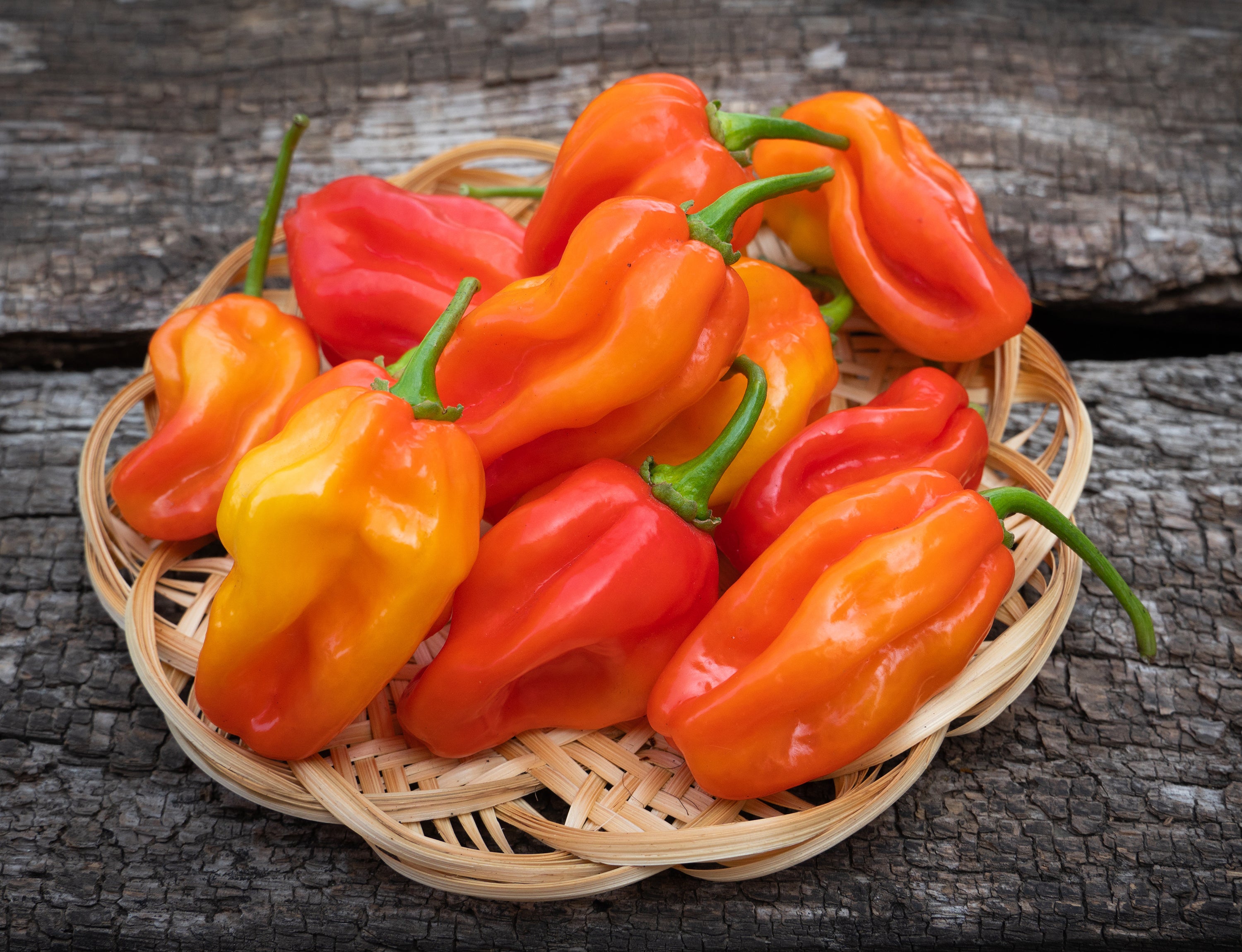 Pepper, Habanero Orange Seed Packets | Bentley Seeds