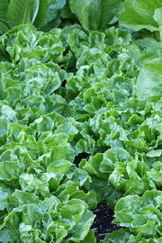 Endive growing in a garden.