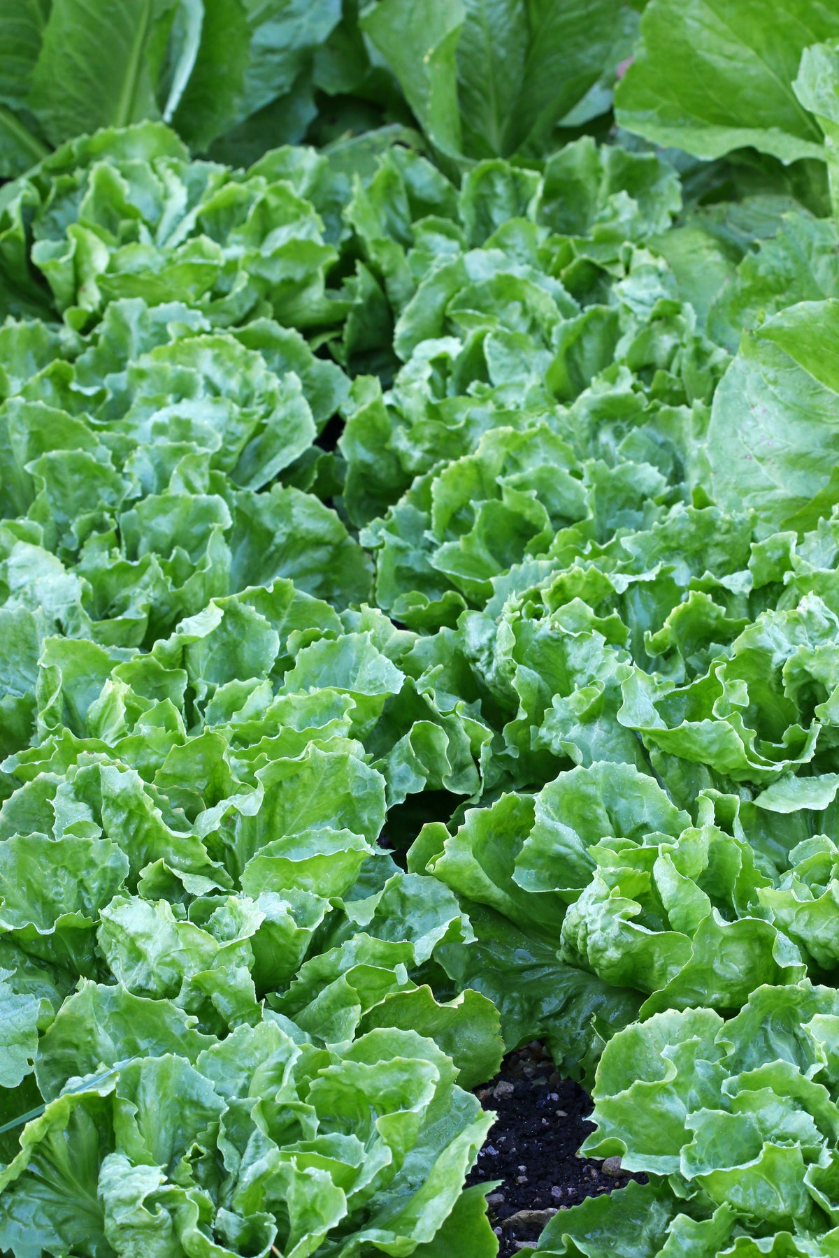 Endive growing in a garden.