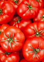 Ace 55 VF Tomato A favorite of ours for over 40 years because of it's hearty flavor and it's resistance to disease! A great classic! Produces a mid-size fruit. Bentley Seeds.