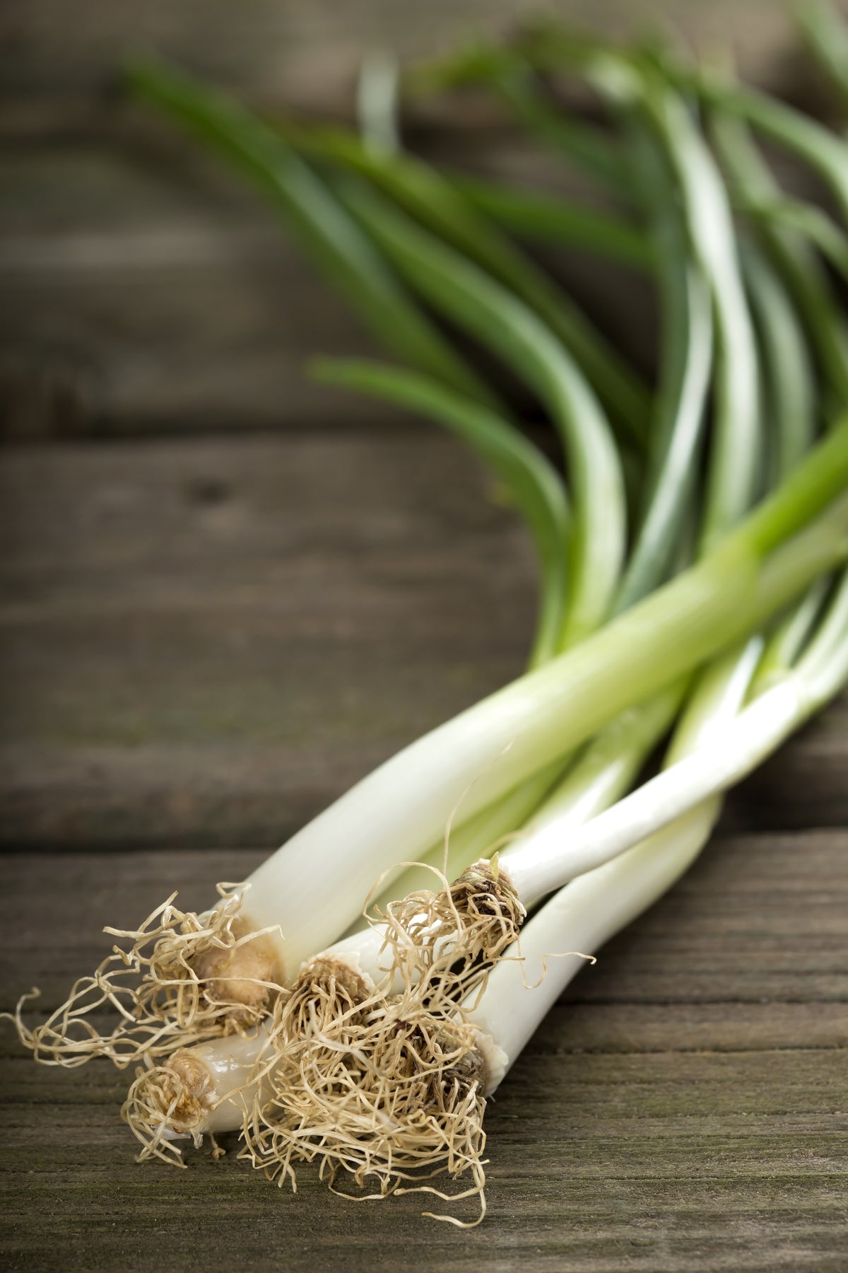 Bentley Seed - Evergreen Bunching Scallion 