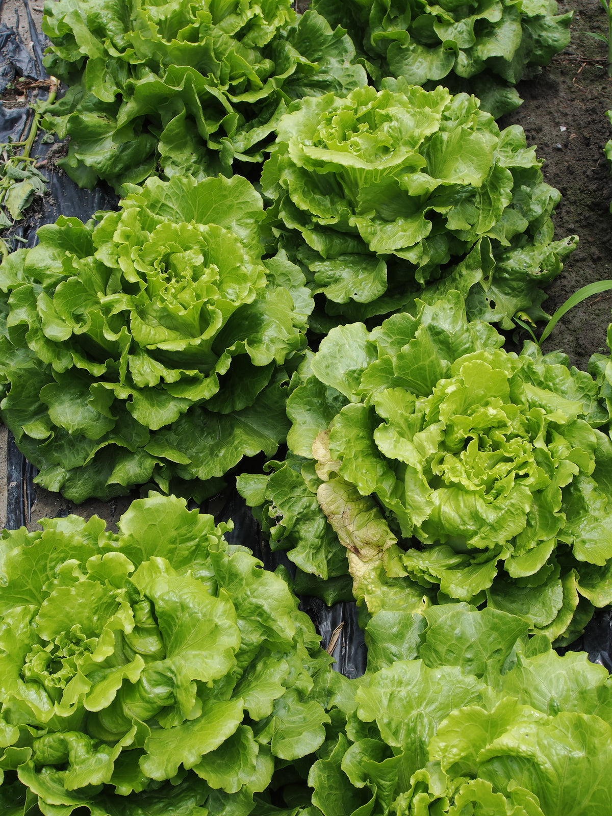 Fresh heads of lettuce in a garden.