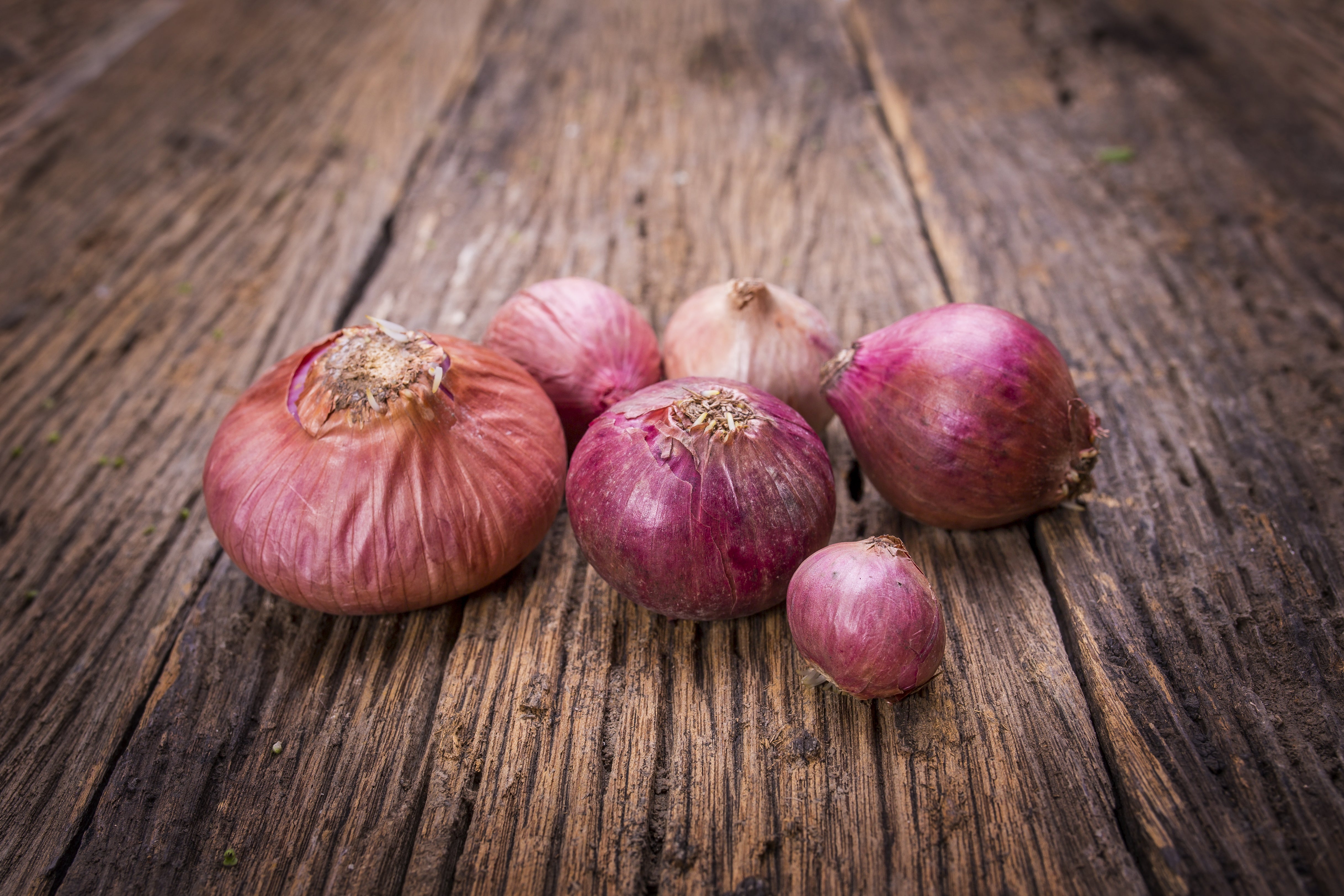 Onion, Red Danvers Seed Packets | Bentley Seeds