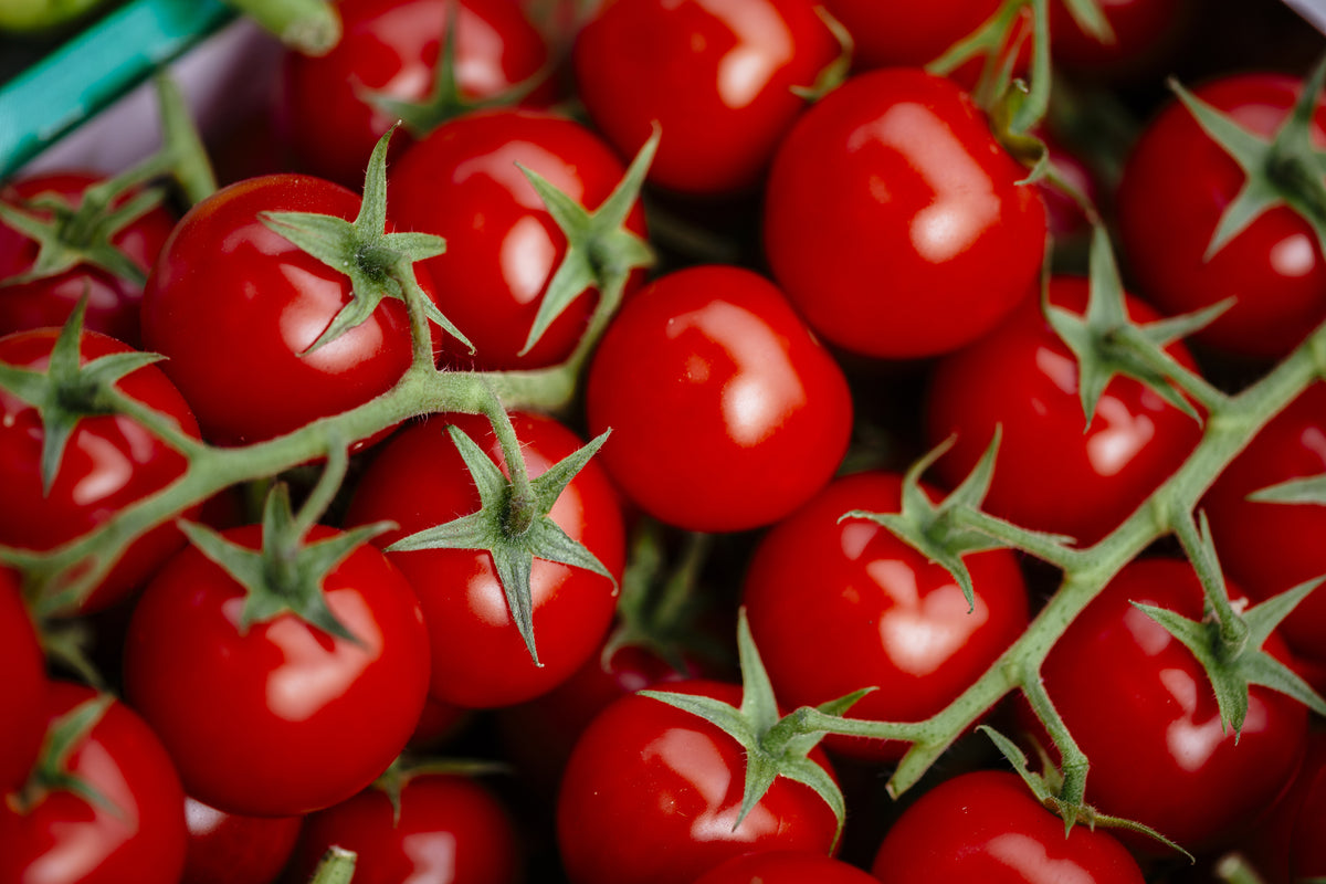 Tomato, Cherry Seed Packets flower seeds