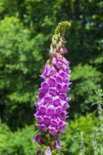 foxglove seed planting process day by day chart of pictures Foxglove Seed Packets