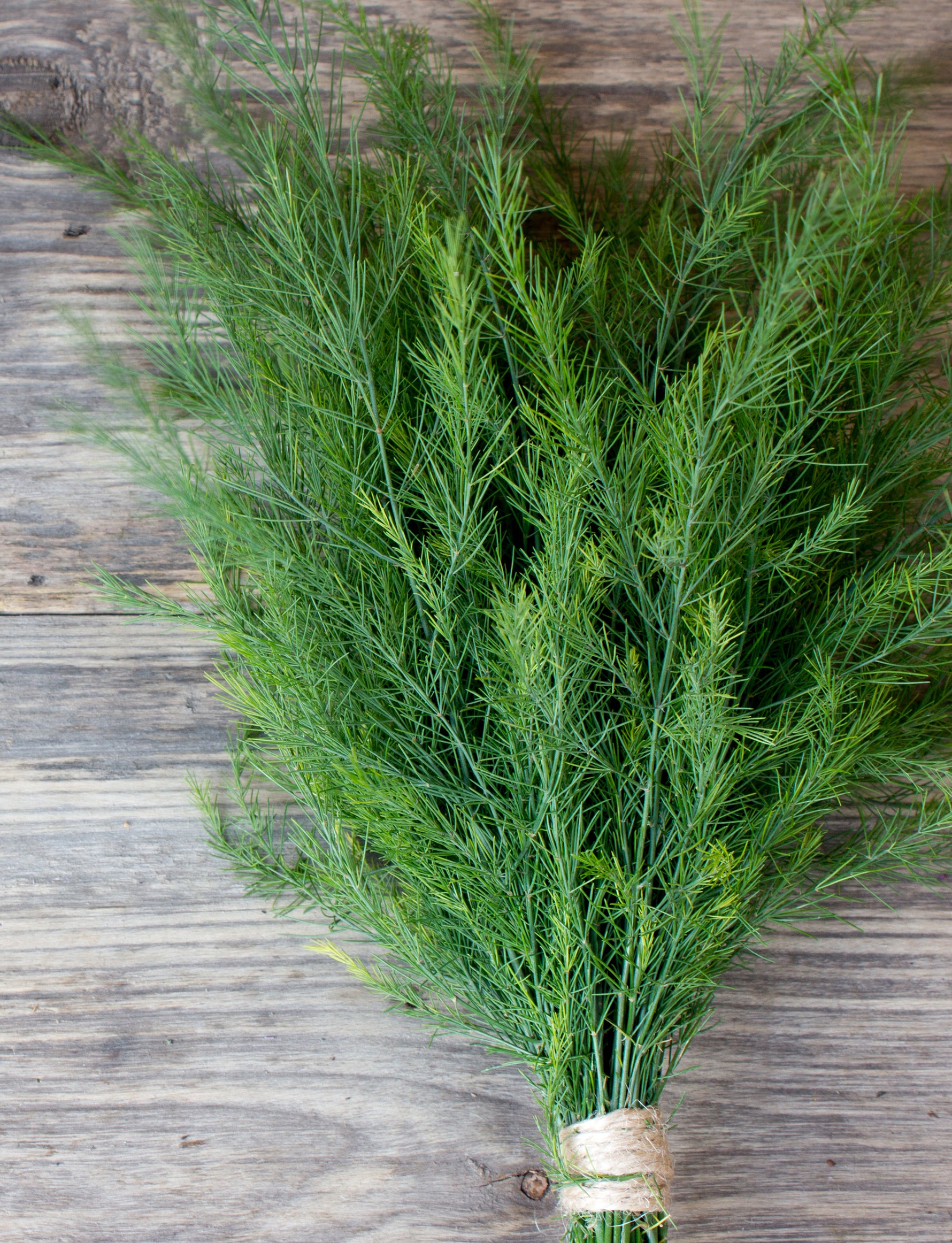 bulk dill seed for planting Dill, Long Island Mammoth Seed Packets