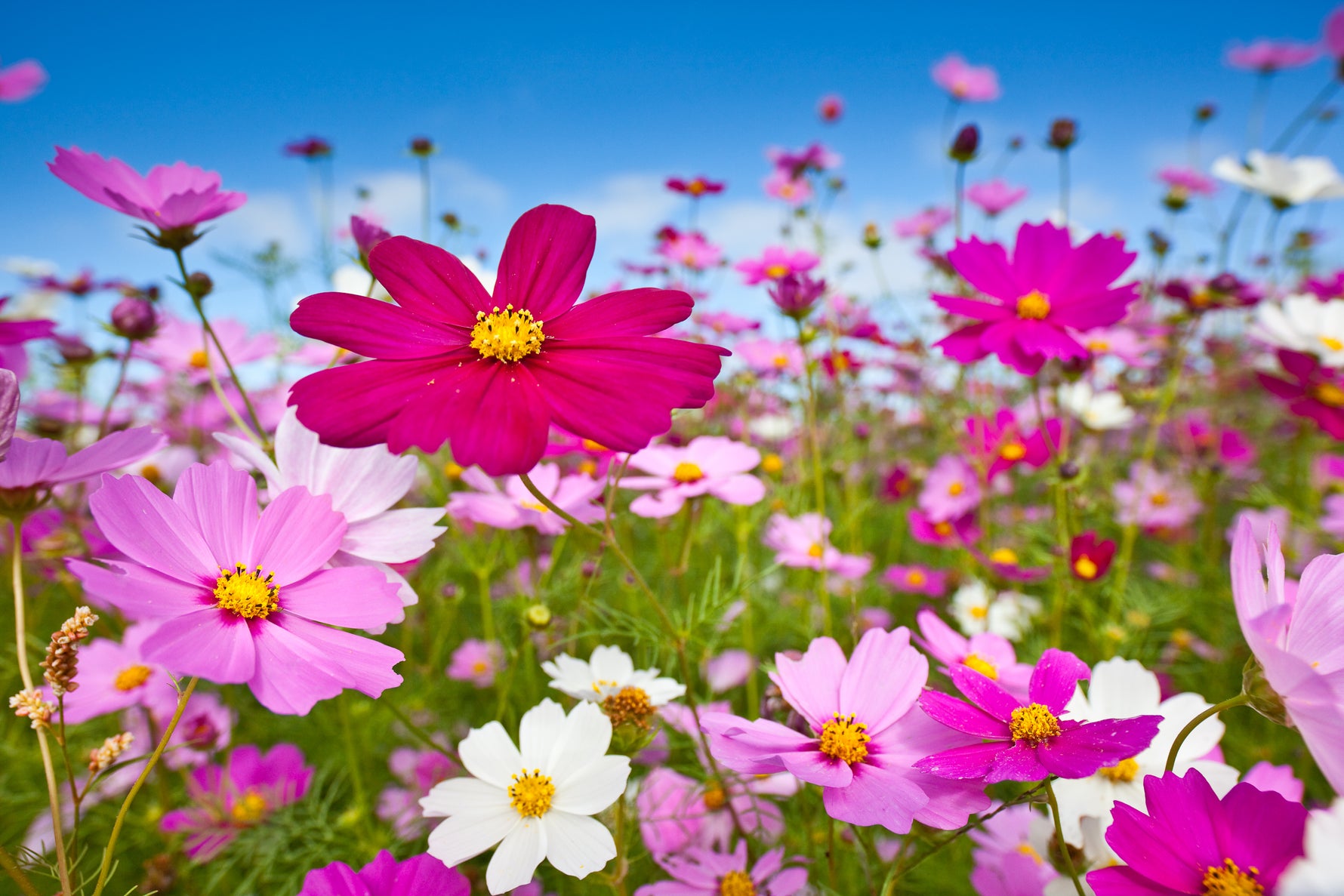 Love is Out of this World - Cosmos Flower Packets - Bentley Seeds