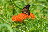 Butterfly Milkweed for Butterflies Seed Packets - Pollinator / Environmental Seed Packets Asclepias tuberosa - Bentley Seed