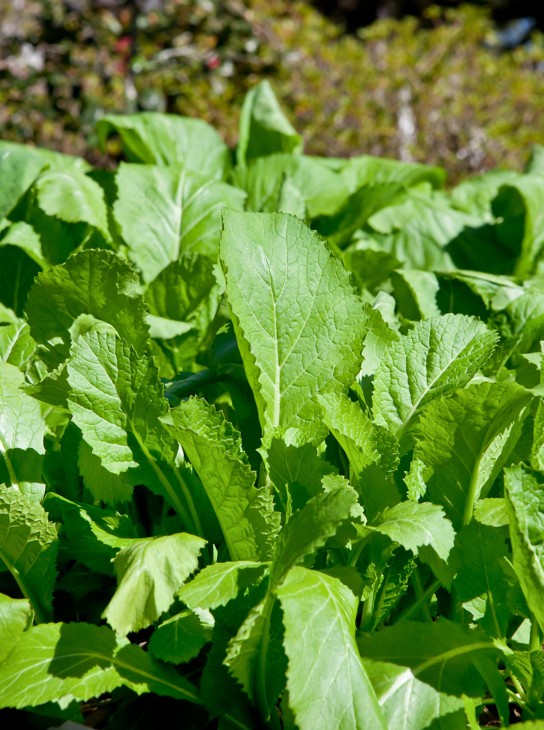 mustard greens seeds planting Mustard, Southern Giant Curled India Seed Packets