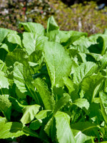 Bentley Seeds - Mustard Greens Plant