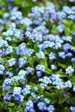 Custom Seed Packets: "Vintage Gift - Memorial" Forget Me Not Seed Favor (Cynoglossum amabile) - Bentley Seeds