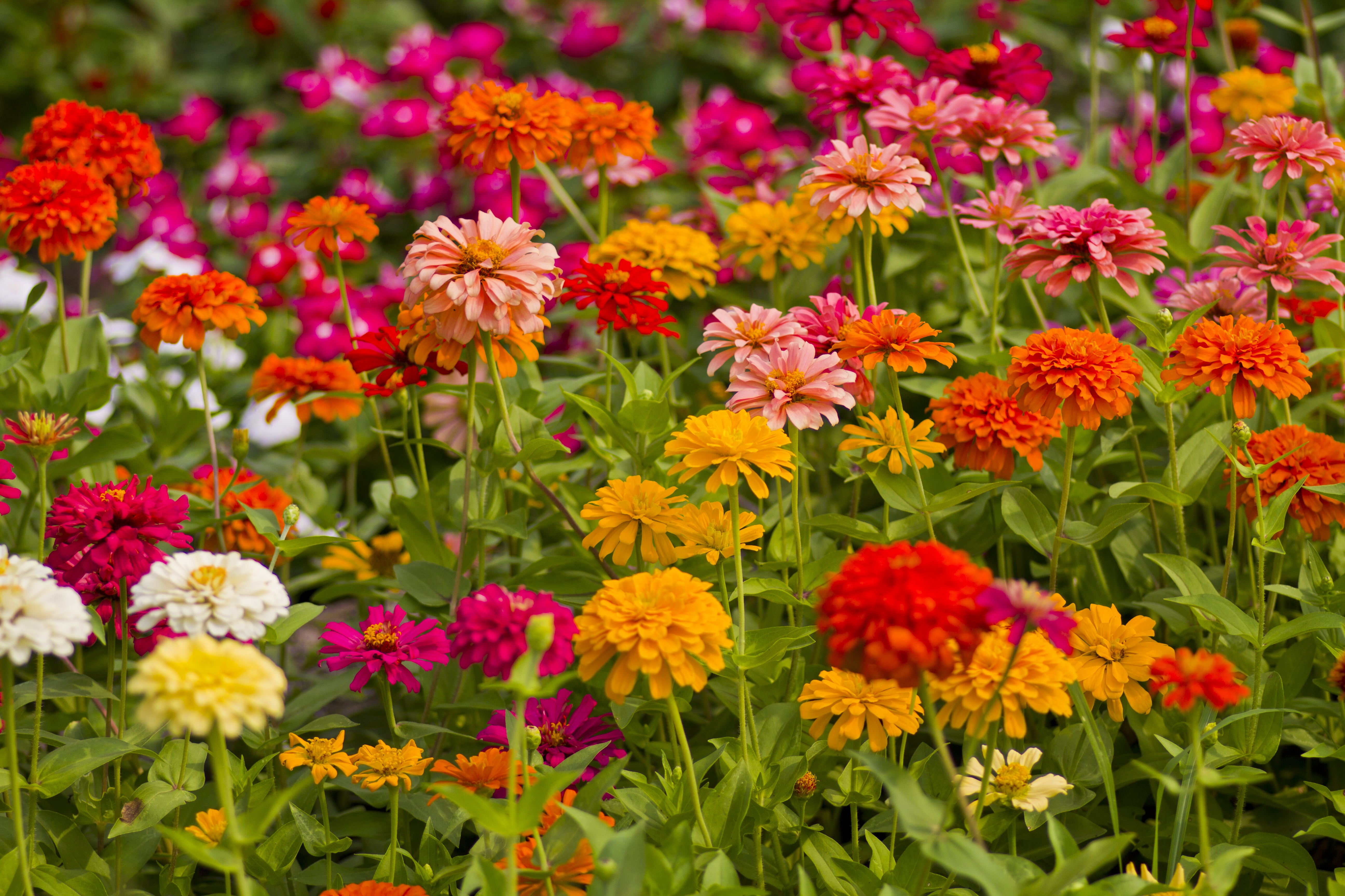 Zinnia, California Giant Mixed Seed Packets | Bentley Seeds