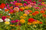 California Giant Zinnia Zinnia elegans. The classic Zinnia! Easy to grow with a wide range of beautiful colors. Great for cut flowers & container gardens. Bentley Seeds